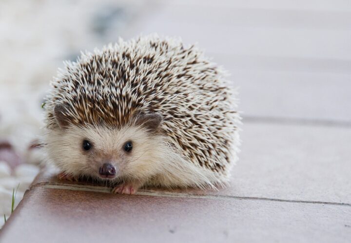 Prickly Cuties: 5 Interesting Facts About Hedgehogs