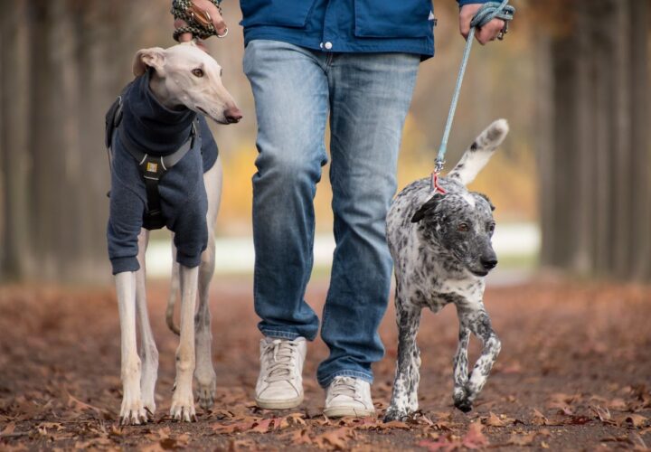 How Important Is Private Dog Walking to Your Beloved Pooch