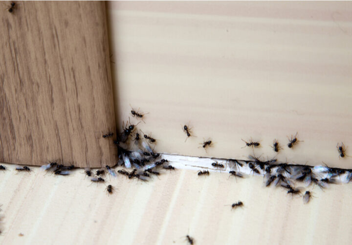 How to get rid of a pest infestation at home