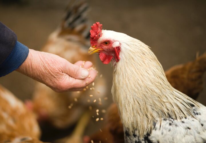 Starter Chicken Feed: Everything You Need To Know