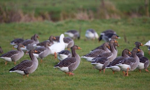 What Causes Geese to Be Aggressive?