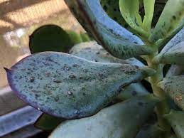 Ways to cure black spots on your succulents