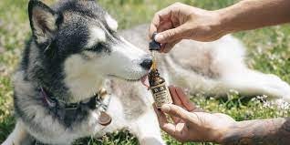 How to Administer CBD Safely to Your Dog?     
