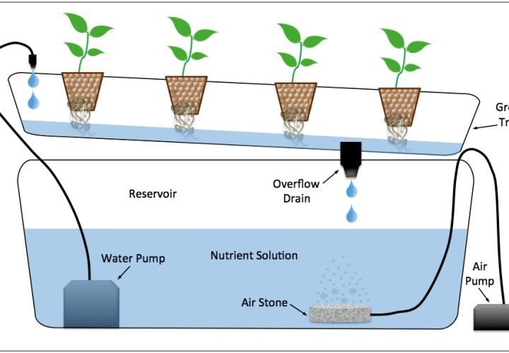 How Does Hydroponics Work?