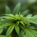Marijuana