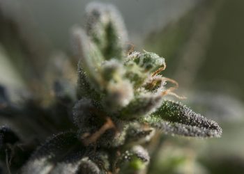 How can Cake Bar Pen Help Relieve Stress after a Busy Day? 5 Beneficial Effects