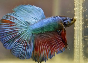 Betta Fish