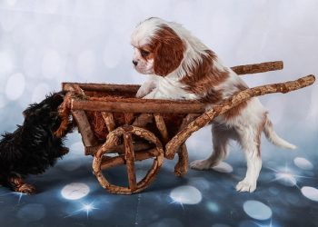 The Benefits of Small Dog Strollers