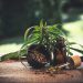What effect does CBD have in sports?