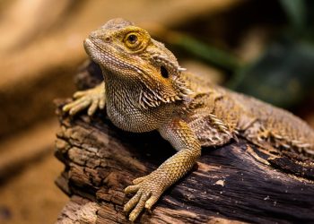 Bearded Dragon