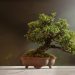 Plant A Tree
