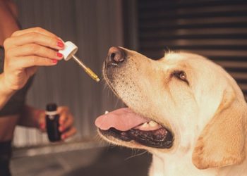 CBD Absorption in Dogs