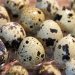 Quail-Hatching Eggs Online