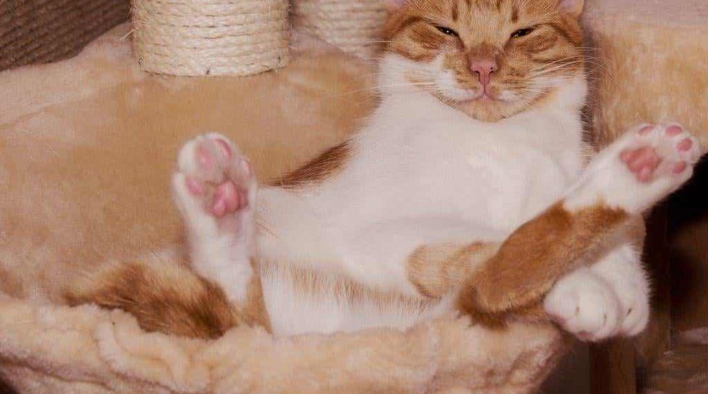 Owning a Cat