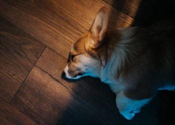 The Eco-friendly Home: Sustainable Choices Beyond Just Wood Flooring