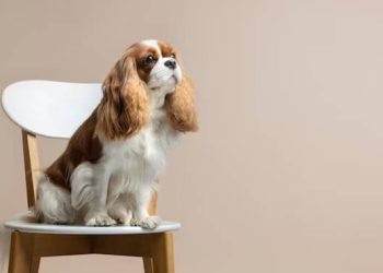 Soothing Techniques for Anxious Dogs During NYC Grooming