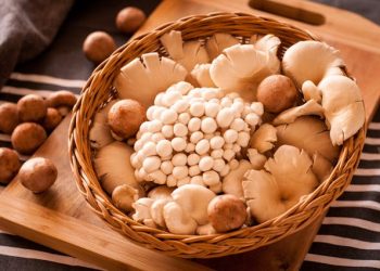 Magic Mushrooms in Canada