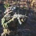airsoft gun