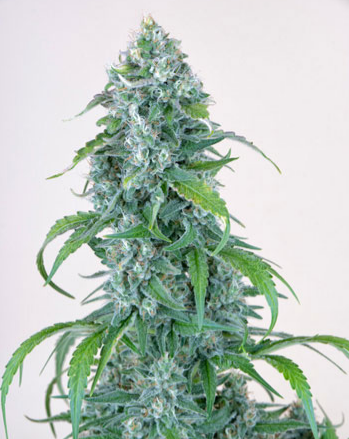 Gelato 33 Seeds