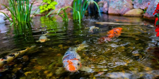 Koi Pond