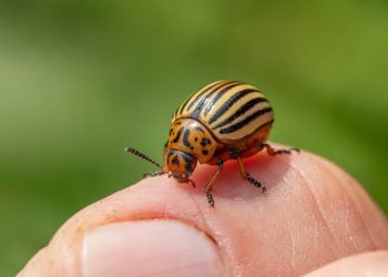 Emergency Pest Control: What to Do When Pests Strike Suddenly