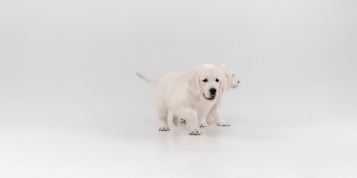White english Labrador
