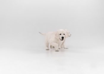 White english Labrador