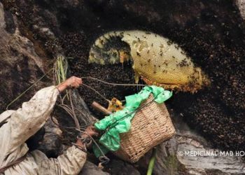 The Historical Use of Mad Honey: Tale of Tradition, Medicine and Myth