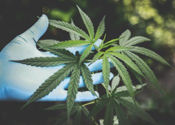 Breaking Down the Science Behind Emerging Cannabinoid Trends
