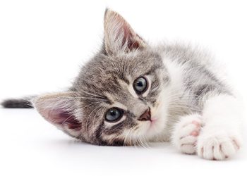 Know How A Cat Harness Can Improve Your Indoor Cat’s Mental Stimulation & Well-Being