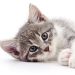 Know How A Cat Harness Can Improve Your Indoor Cat’s Mental Stimulation & Well-Being