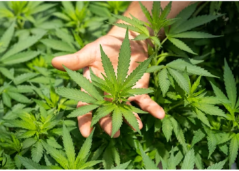 CBD Multivitamin: Support Active Lifestyle