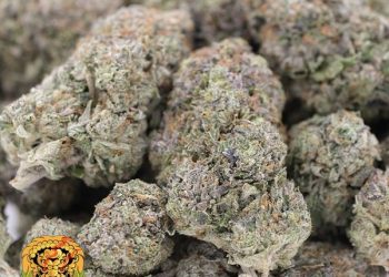 How to Choose Quality Bulk Cannabis in Canada: Tips and Tricks
