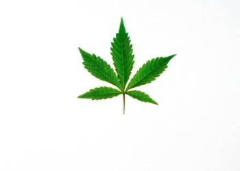 Cannabis
