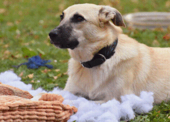 Beyond Comfort: How Fill Material Impacts Your Product’s Value