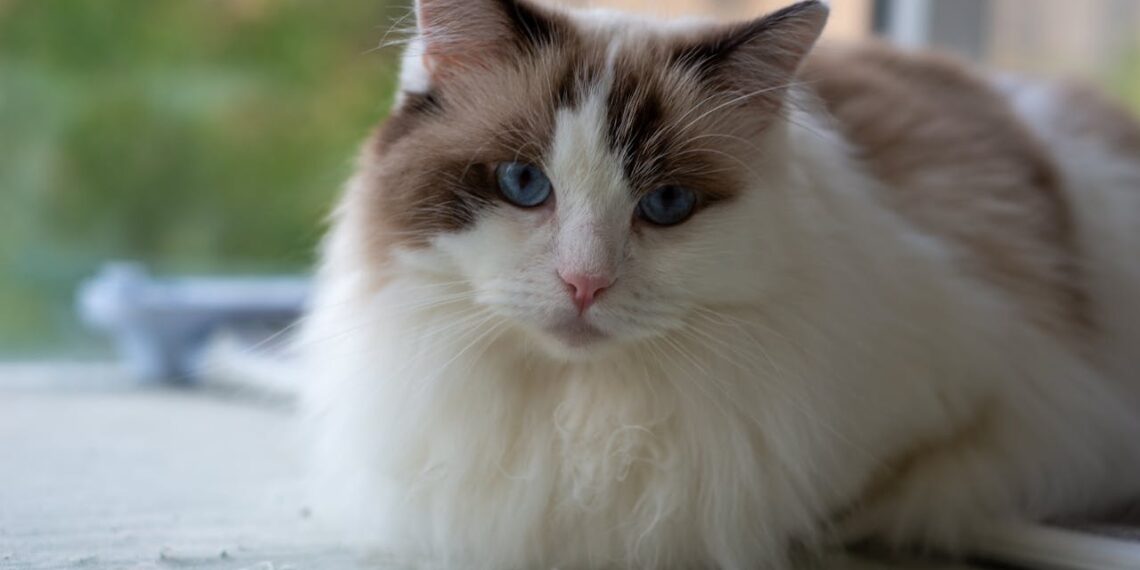 January Round-Up: The Ultimate Cat Wellness Kit