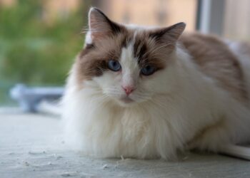 January Round-Up: The Ultimate Cat Wellness Kit