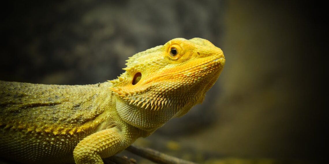 Bearded Dragon Vivariums