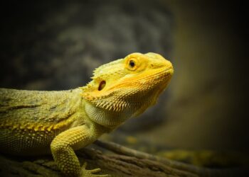 Bearded Dragon Vivariums
