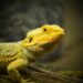 Bearded Dragon Vivariums