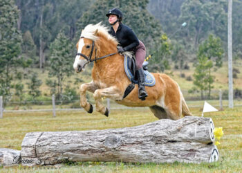 Horses for Sale in Australia