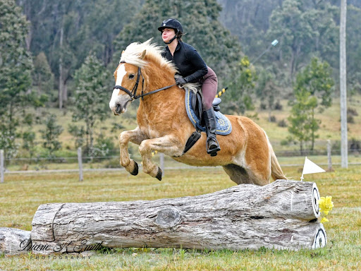 Horses for Sale in Australia