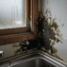 Understanding Mould Treatment and Why It Matters