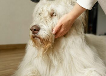 What Happens When Families Skip Regular Dog Grooming