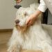What Happens When Families Skip Regular Dog Grooming