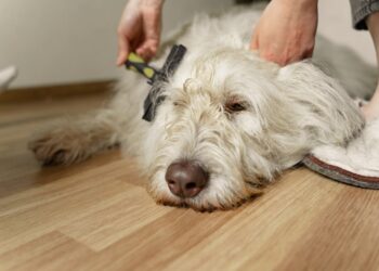 Dog Grooming