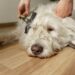 Dog Grooming