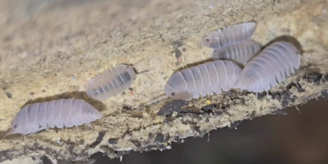 Eye Catching Rubber Ducky Isopods Shaping Creative Terrarium Culture Across Hobbyist Networks