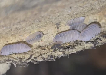 Eye Catching Rubber Ducky Isopods Shaping Creative Terrarium Culture Across Hobbyist Networks