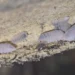 Eye Catching Rubber Ducky Isopods Shaping Creative Terrarium Culture Across Hobbyist Networks